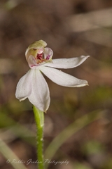 Caladenia variegata