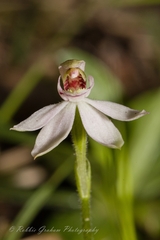 Caladenia variegata