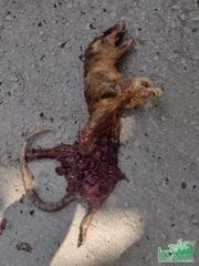 Philander opossum