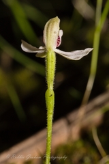 Caladenia variegata