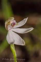Caladenia variegata