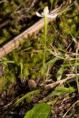 Caladenia variegata