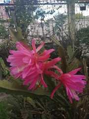 Disocactus