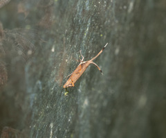 Protosynaema steropucha