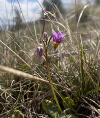 Dodecatheon
