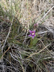 Dodecatheon
