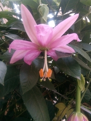 Passiflora tarminiana