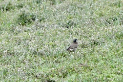 Spodiopsar cineraceus