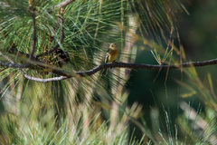 Empidonax fulvifrons