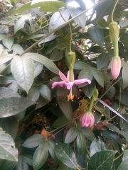 Passiflora tarminiana