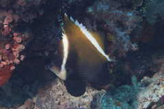 Heniochus varius