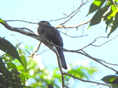 Trogon surrucura