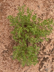 Zygophyllum