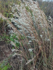 Schizachyrium