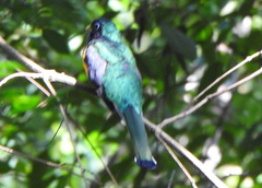 Trogon rufus