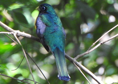 Trogon rufus