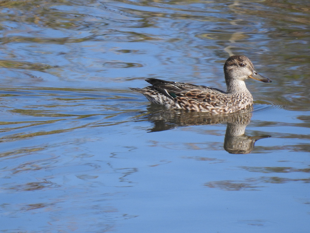 Eurasian Green-winged Teal From Takatsu Ward, Kawasaki, Kanagawa, Japan 