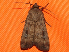 Agrotis munda