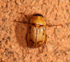 Cyclocephala signaticollis