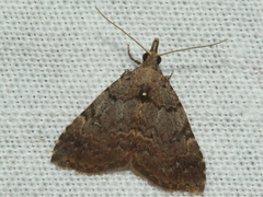Alapadna pauropis