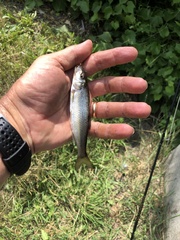 Semotilus corporalis