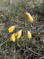 Fritillaria pudica