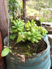 Sedum potosinum