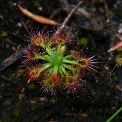 Drosera nitidula