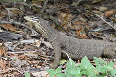 Varanus panoptes panoptes