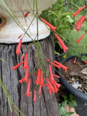 Russelia equisetiformis