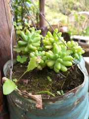 Sedum potosinum