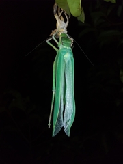 Steirodon dentatum