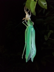 Steirodon dentatum