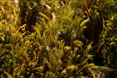 Campylopus introflexus