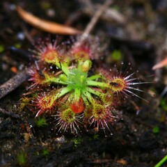 Drosera nitidula