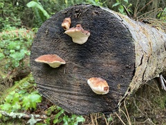 Amylocystis lapponica