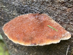 Amylocystis lapponica