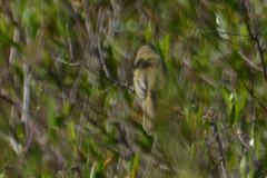 Pseudocolopteryx dinelliana