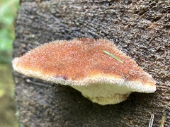 Amylocystis lapponica