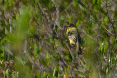 Pseudocolopteryx dinelliana