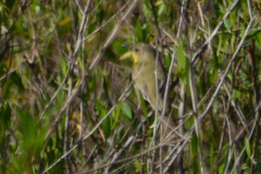 Pseudocolopteryx dinelliana