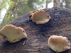 Amylocystis lapponica