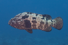 Epinephelus fuscoguttatus