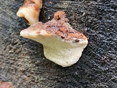 Amylocystis lapponica