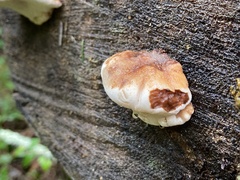 Amylocystis lapponica