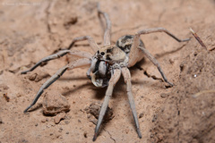 Pavocosa