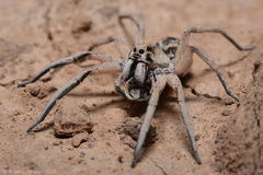 Pavocosa