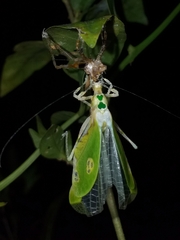 Pycnopalpa bicordata