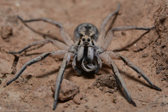 Pavocosa