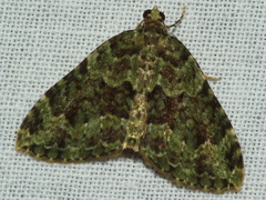 Austrocidaria erasta